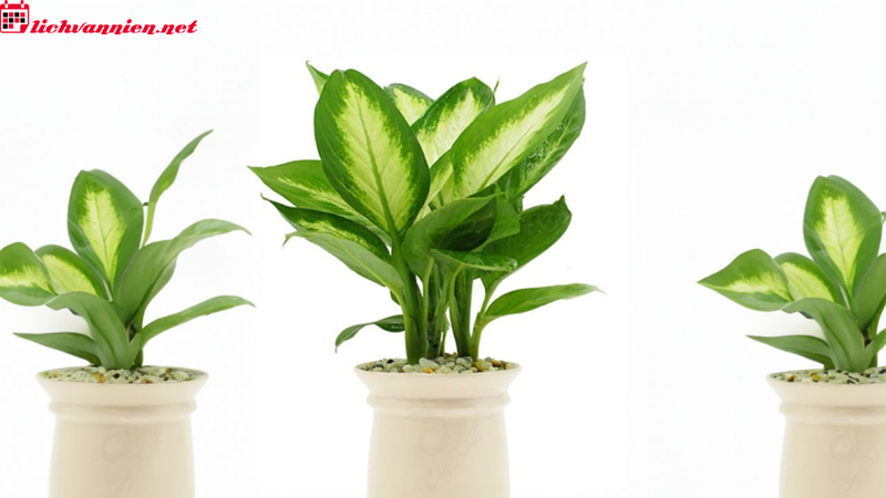 C&acirc;y Phong Thủy Cho Người Tuổi Th&igrave;n - B&iacute; Quyết Chọn C&acirc;y Hợp Mệnh Đ&oacute;n Vượng Kh&iacute;