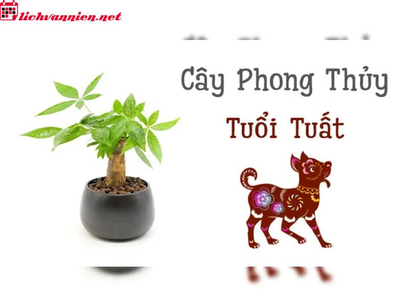 C&acirc;y Phong Thuỷ Cho Người Tuổi Tuất - B&iacute; Quyết Chi&ecirc;u T&agrave;i Đ&oacute;n Lộc