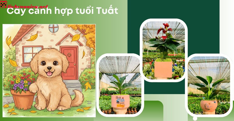 C&acirc;y Phong Thuỷ Cho Người Tuổi Tuất - B&iacute; Quyết Chi&ecirc;u T&agrave;i Đ&oacute;n Lộc