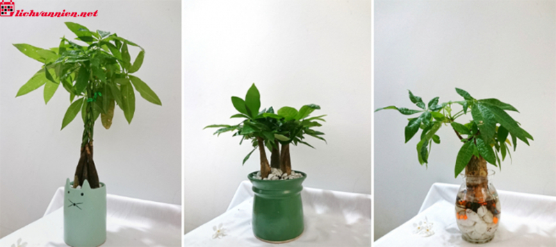 C&acirc;y Phong Thuỷ Cho Người Tuổi Tuất - B&iacute; Quyết Chi&ecirc;u T&agrave;i Đ&oacute;n Lộc