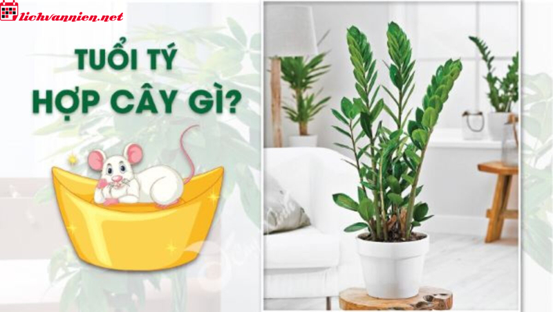 C&acirc;y Phong Thủy Cho Người Tuổi T&yacute;: Lựa Chọn Th&ocirc;ng Minh Để Thu H&uacute;t Vượng Kh&iacute;