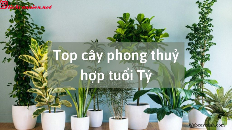 C&acirc;y Phong Thủy Cho Người Tuổi T&yacute;: Lựa Chọn Th&ocirc;ng Minh Để Thu H&uacute;t Vượng Kh&iacute;