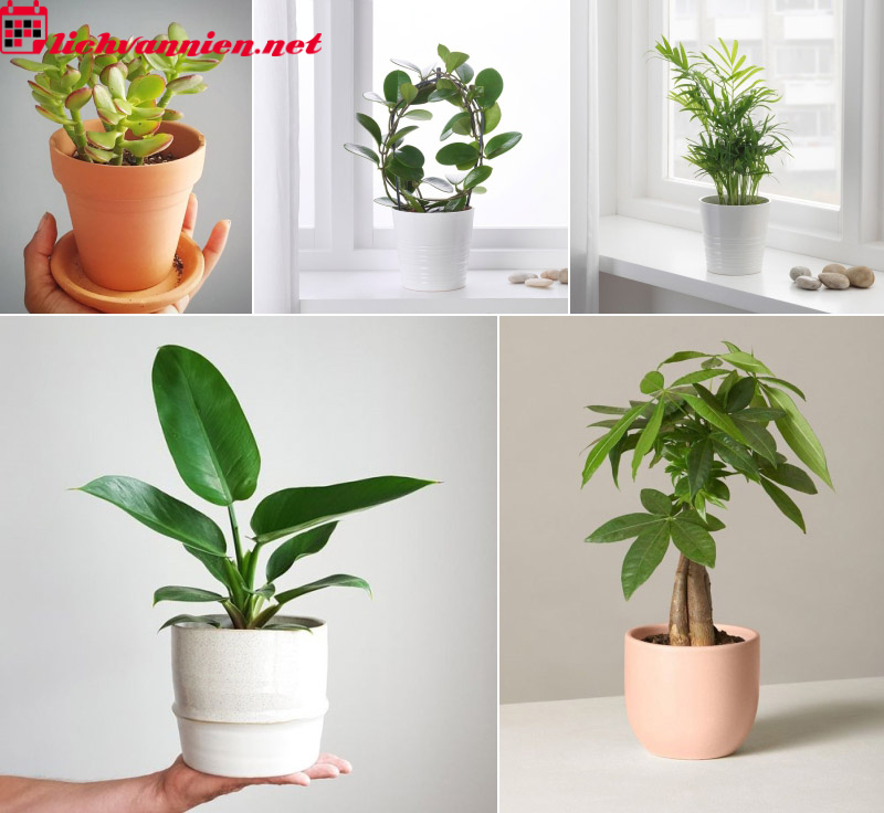 C&acirc;y Phong Thủy Cho Người Tuổi T&yacute;: Lựa Chọn Th&ocirc;ng Minh Để Thu H&uacute;t Vượng Kh&iacute;