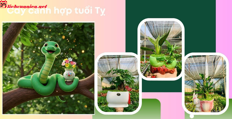 C&acirc;y Phong Thủy Mang Lại T&agrave;i Lộc V&agrave; May Mắn Cho Người Tuổi Tỵ