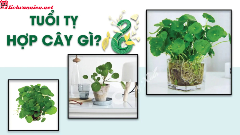 C&acirc;y Phong Thủy Mang Lại T&agrave;i Lộc V&agrave; May Mắn Cho Người Tuổi Tỵ