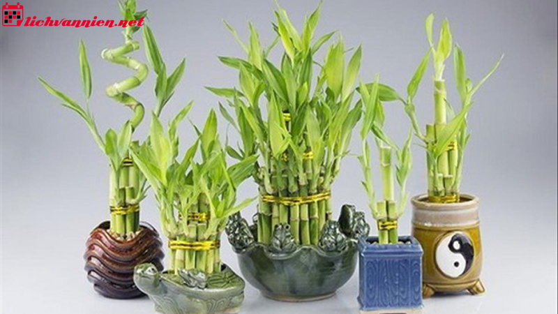 Cây Phong Thủy Chưng Tết – Lựa Chọn May Mắn Cho Năm Mới An Khang