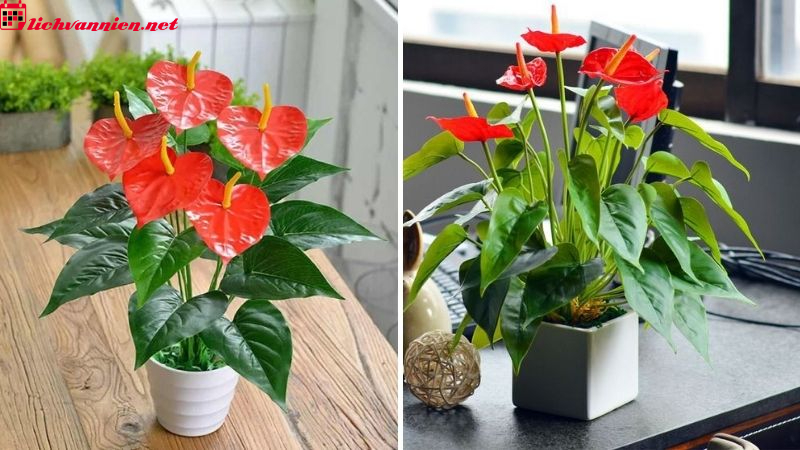 C&acirc;y Phong Thủy Để B&agrave;n L&agrave;m Việc - B&iacute; Quyết Tạo Năng Lượng T&iacute;ch Cực Cho Kh&ocirc;ng Gian L&agrave;m Việc