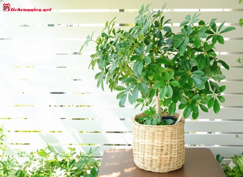 C&acirc;y cảnh phong thủy cho cung Kim Ngưu: Sự giao thoa giữa ổn định v&agrave; thịnh vượng