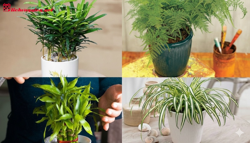 Cung Thi&ecirc;n B&igrave;nh Hợp C&acirc;y G&igrave;? B&iacute; Quyết Chọn C&acirc;y "Chuẩn Gu" Sao Kim