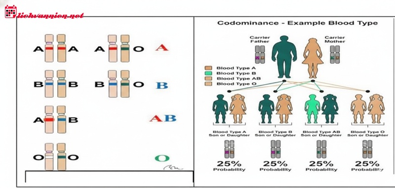 Giải mã Ma Kết nhóm máu AB: Sự giao thoa giữa kỷ luật thép và tư duy chiến lược