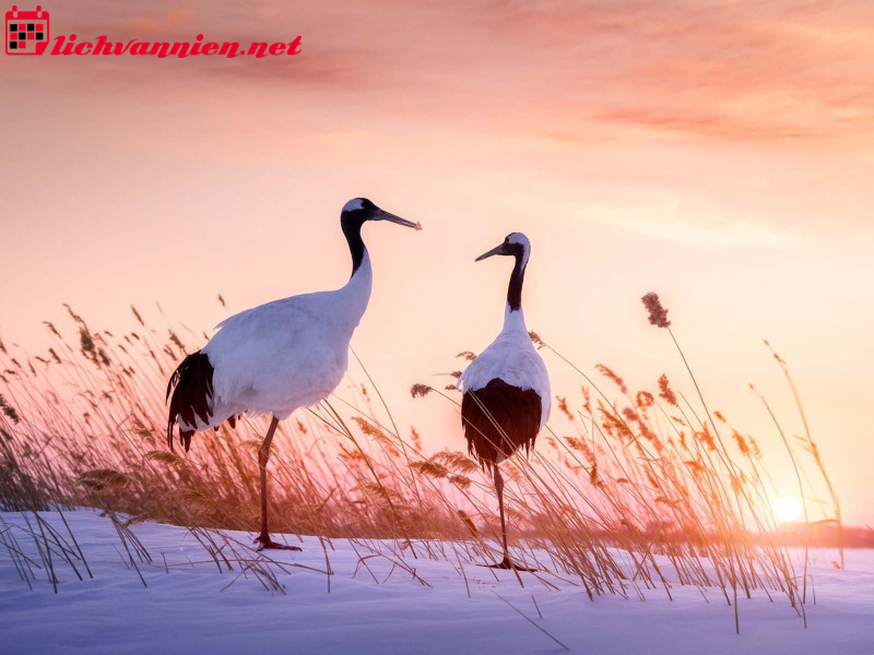 Chim Hạc Phong Thủy - Biểu Tượng Trường Thọ V&agrave; Thịnh Vượng Trong Kh&ocirc;ng Gian Sống