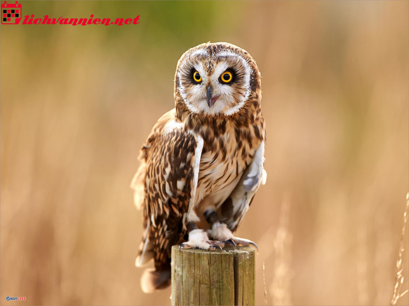 C&uacute; M&egrave;o Phong Thủy - Linh Vật Kết Hợp Độc Đ&aacute;o Mang Lại T&agrave;i Lộc V&agrave; B&igrave;nh An