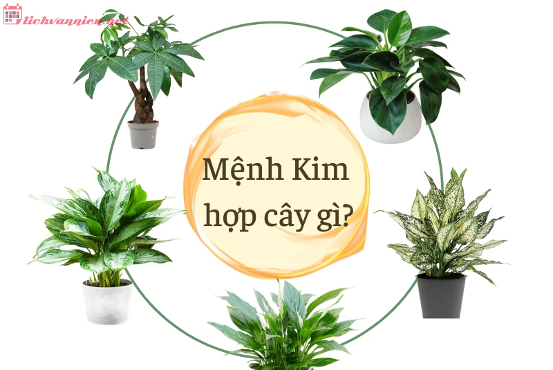 Mệnh Kim hợp cây gì? Top 10 cây cảnh phong thủy cho người mệnh Kim