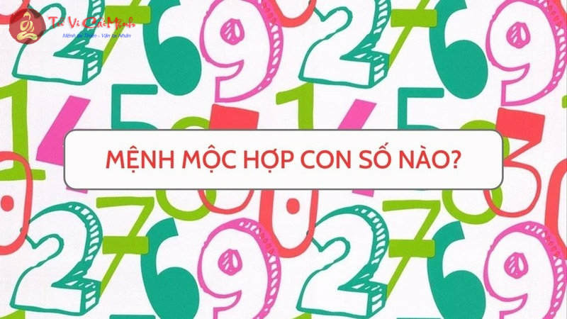 Mệnh Mộc Hợp Con Số Nào Để Thu Hút Tài Lộc Và May Mắn?