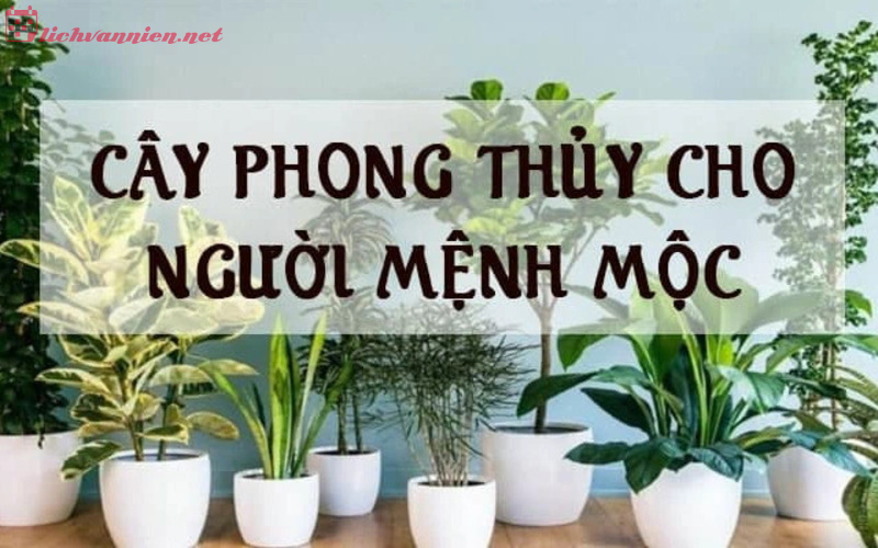 Mệnh Mộc hợp cây gì? Top 12 cây cảnh phong thủy cho người mệnh Mộc