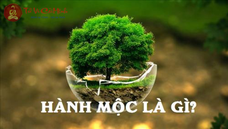 Hành Mộc Trong Ngũ Hành: Bí Quyết Cân Bằng Năng Lượng Và Phát Triển Sự Nghiệp