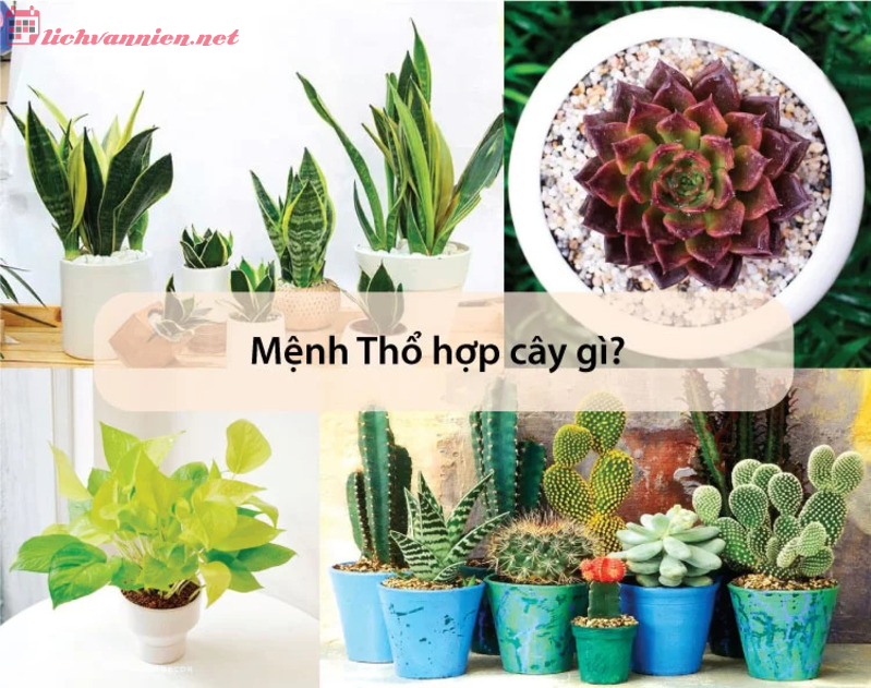 Mệnh Thổ hợp cây gì? Top 10 cây cảnh phong thủy cho người mệnh Thổ