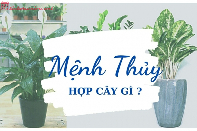 Mệnh Thủy hợp cây gì? Top 10 cây cảnh phong thủy cho người mệnh Thủy