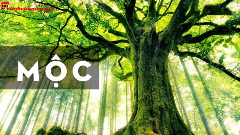 Mệnh Mộc hợp màu gì? Bí quyết chọn màu sắc phong thủy chuẩn xác cho người mệnh Mộc