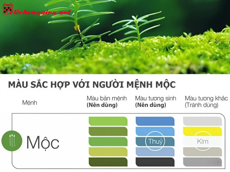 Mệnh Mộc hợp màu gì? Bí quyết chọn màu sắc phong thủy chuẩn xác cho người mệnh Mộc
