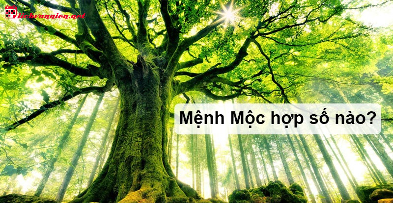 Mệnh Mộc Hợp Số Mấy: Bí Mật Phong Thủy Và Con Số May Mắn