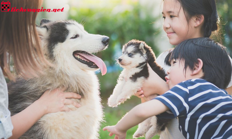 Nu&ocirc;i Ch&oacute; Phong Thủy: B&iacute; Quyết Thu H&uacute;t T&agrave;i Lộc V&agrave; B&igrave;nh An Cho Gia Đ&igrave;nh