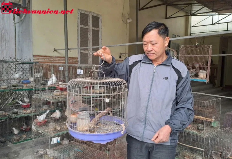 Nuôi Cu Gáy Phong Thủy – Nghệ Thuật Thu Hút Tài Lộc Và Vượng Khí Cho Gia Đình