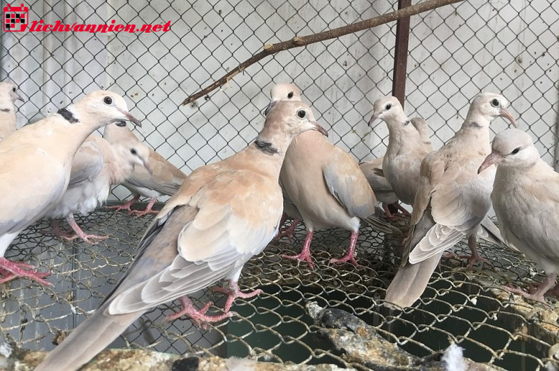 Nuôi Cu Gáy Phong Thủy – Nghệ Thuật Thu Hút Tài Lộc Và Vượng Khí Cho Gia Đình