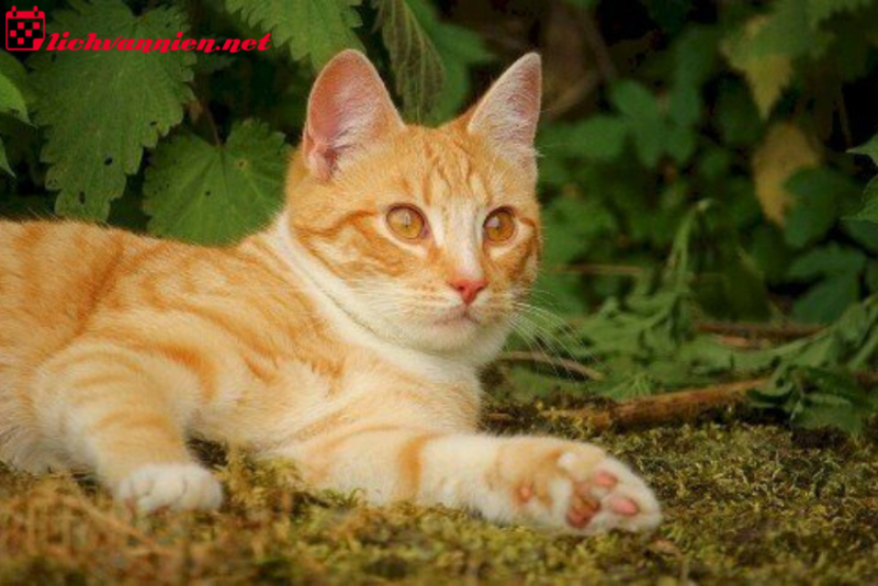 B&iacute; Quyết Nu&ocirc;i M&egrave;o Phong Thủy Mang Lại T&agrave;i Lộc V&agrave; May Mắn Cho Gia Đ&igrave;nh