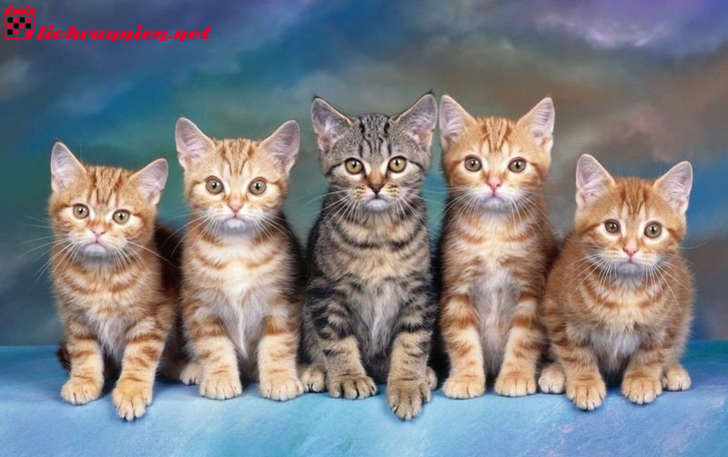 B&iacute; Quyết Nu&ocirc;i M&egrave;o Phong Thủy Mang Lại T&agrave;i Lộc V&agrave; May Mắn Cho Gia Đ&igrave;nh