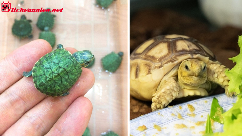 Nu&ocirc;i R&ugrave;a Phong Thủy - B&iacute; Quyết Thu H&uacute;t T&agrave;i Lộc V&agrave; May Mắn Cho Gia Đ&igrave;nh