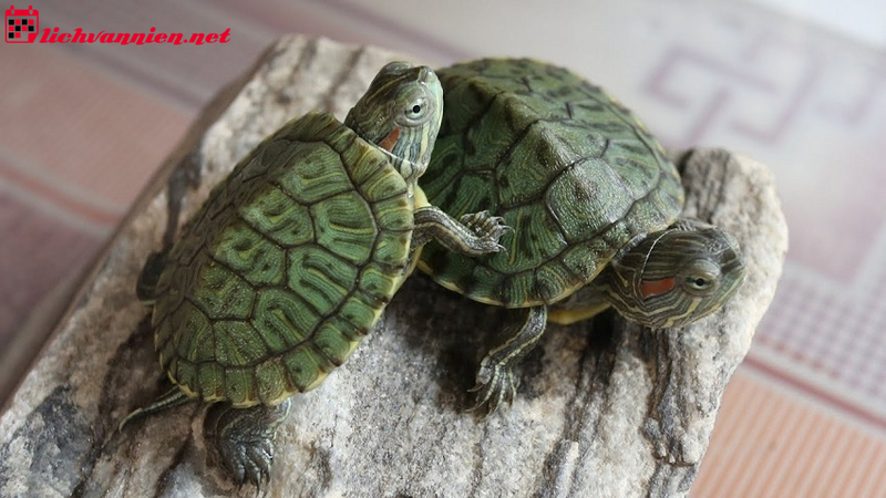 Nu&ocirc;i R&ugrave;a Phong Thủy - B&iacute; Quyết Thu H&uacute;t T&agrave;i Lộc V&agrave; May Mắn Cho Gia Đ&igrave;nh