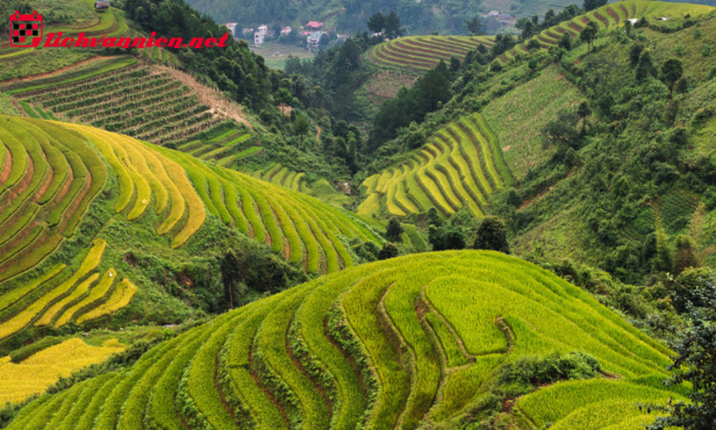 Phong Thủy Âm Trạch: Nghệ Thuật Chọn Huyệt Vị Theo Truyền Thống Việt