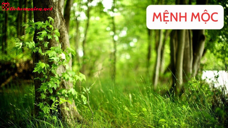 Phong Thủy Bàn Làm Việc Cho Người Mệnh Mộc: Bí Quyết Tạo Năng Lượng Thuận Lợi