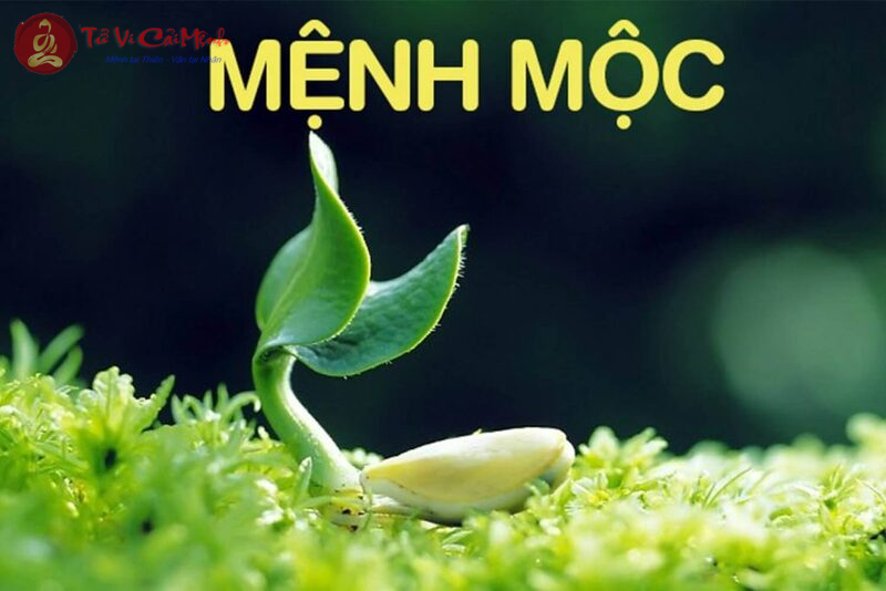 Phong Thủy Nhà ở Cho Người Mệnh Mộc