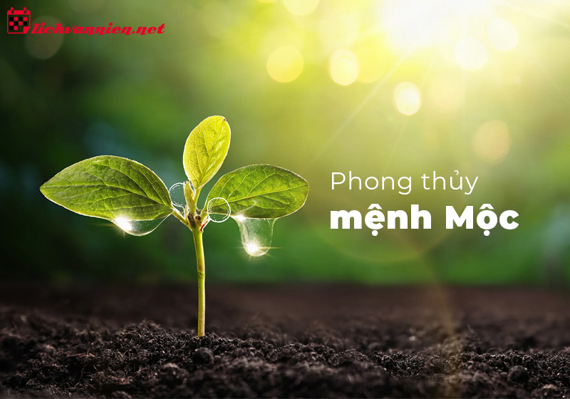 Phong Thủy Nhà Ở Cho Người Mệnh Mộc: Hướng Dẫn Toàn Diện