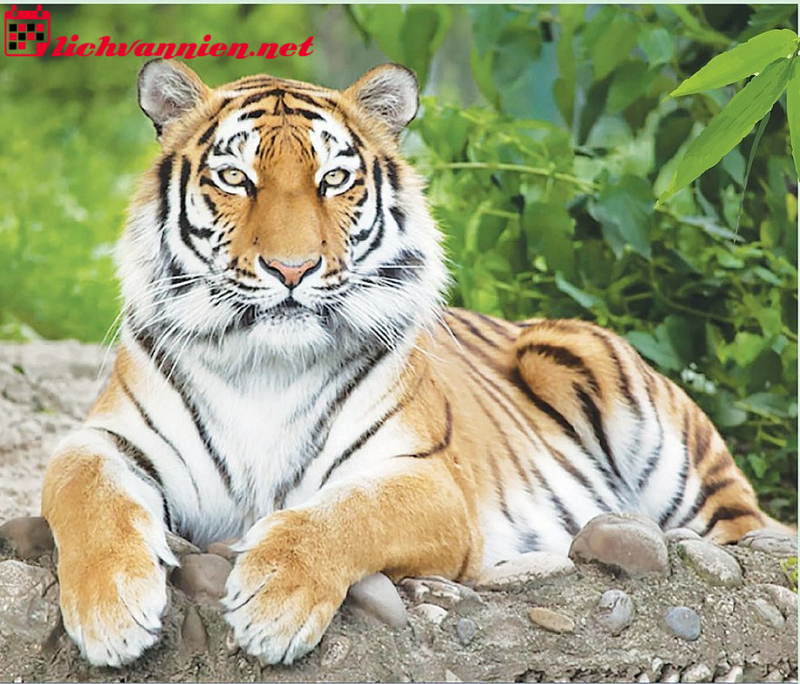 Bí Quyết Phong Thủy Nhà Ở Tuổi Dần - Mang Thịnh Vượng Về Tổ Ấm