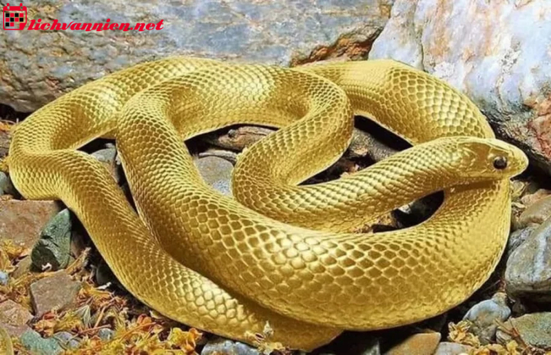 Phong Thủy Nhà Ở Tuổi Tỵ: Bí Quyết Hóa Giải Và Thu Hút Vận May Cho Gia Chủ