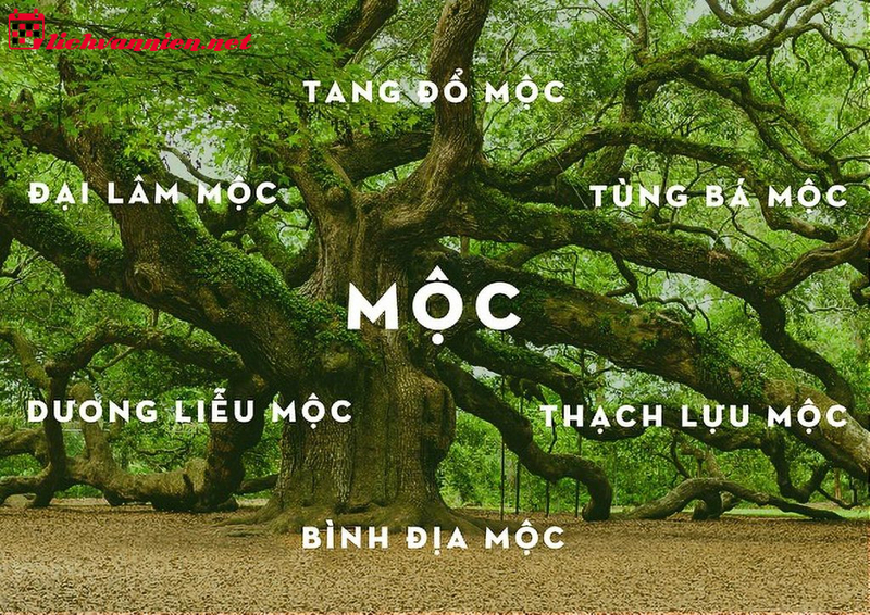 Vật Phẩm Phong Thủy Cho Người Mệnh Mộc: Bí Quyết Thu Hút Tài Lộc Và May Mắn