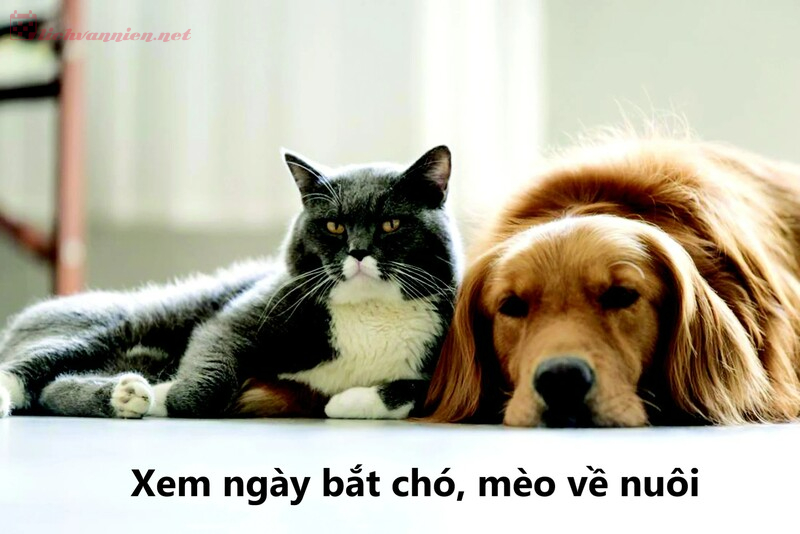 Xem Ngày Bắt Chó, Mèo Về Nuôi