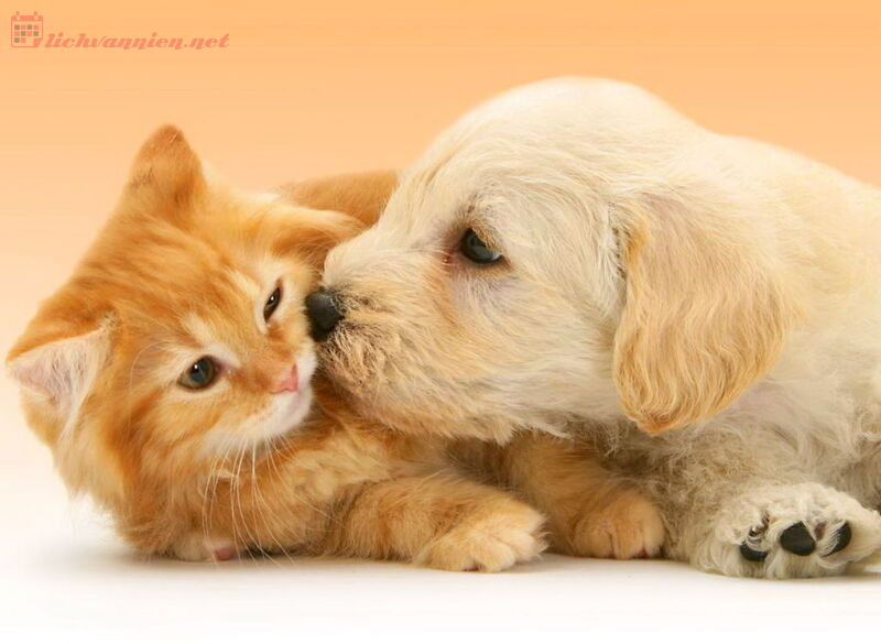 Xem Ngày Bắt Chó, Mèo Về Nuôi