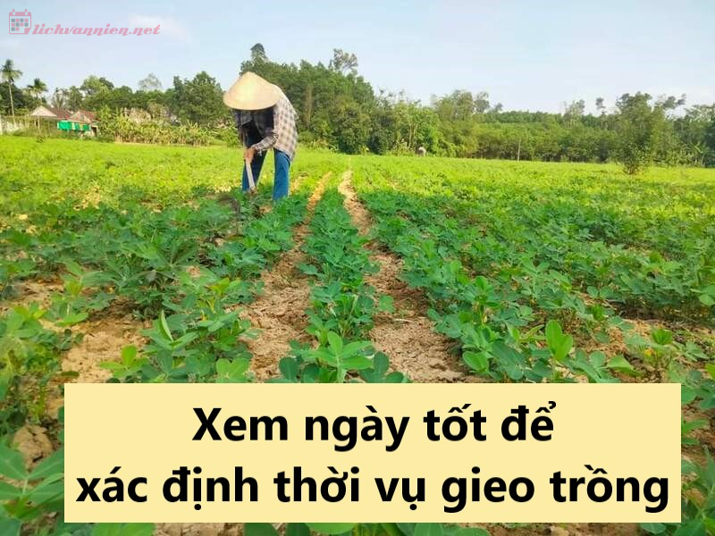 Xem Ngày Tốt Xác Định Thời Vụ Gieo Trồng