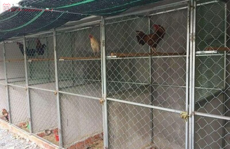 Xem Ng&agrave;y Tốt L&agrave;m Chuồng G&agrave;: Mở Đầu Thuận Lợi Cho Việc Chăn Nu&ocirc;i
