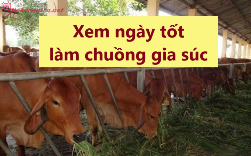 Xem Ngày Tốt Làm Chuồng Gia Súc Theo Phong Thủy: Bí Quyết Thành Công