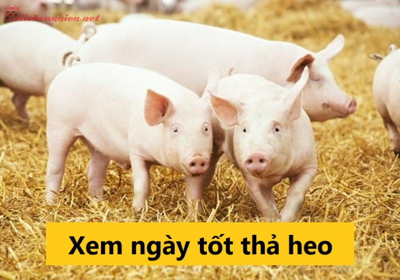 Xem Ngày Tốt Thả Heo: Bí Quyết Chọn Ngày Mang Lại May Mắn