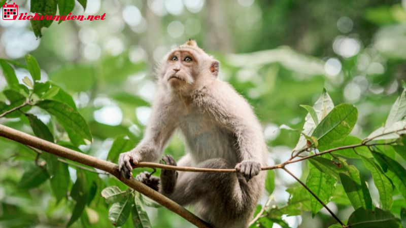 Xông Đất Gia Chủ Tuổi Thân - Bí Quyết Chọn Người Và Giờ Đẹp Đầu Năm Mới